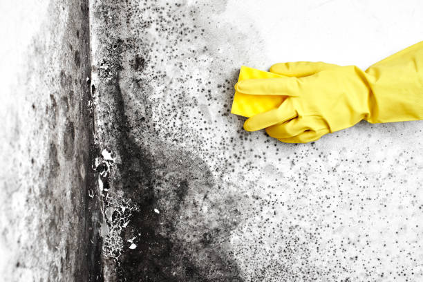 Best Crawl Space Mold Removal  in Mountain Home, ID