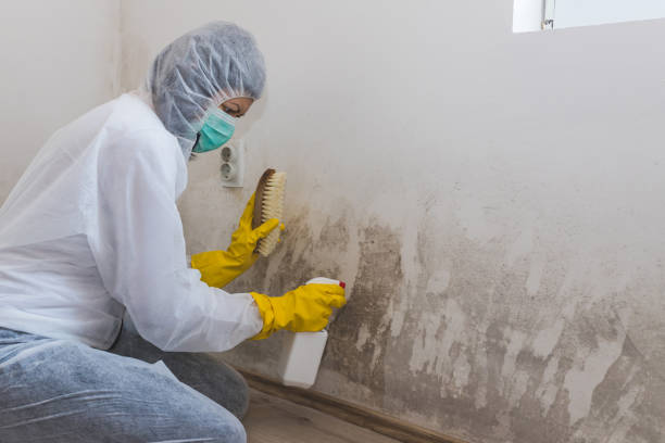 Best Certified Mold Removal  in Mountain Home, ID