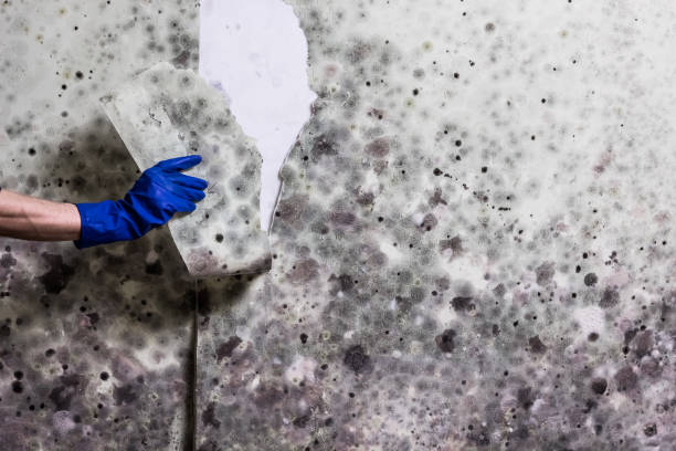 Best Fast Mold Removal  in Mountain Home, ID