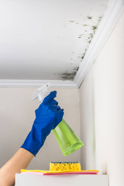 Best Mold Testing  in Mountain Home, ID